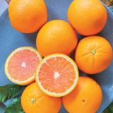 Sunkist® Cara Cara Orange[L10pcs]