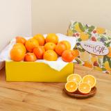 Minneola&High Brix Orange(Fruits Box)[13pcs]