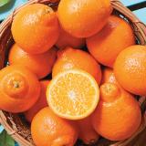 Minneola [L13pcs]