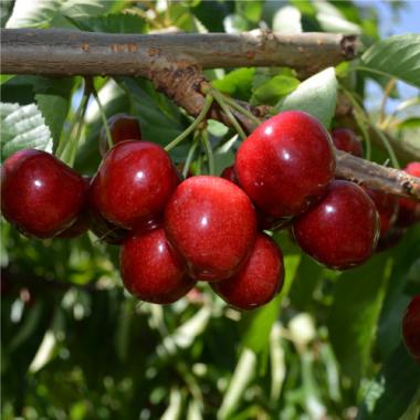 Spring Cherry from NZ [XL・Approx. 2.2lbs]