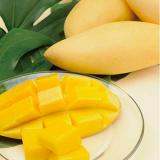 YELLO MANGO [3pcs]