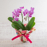 Midi Pharaenopsis (Pink) [Double-Stem] 