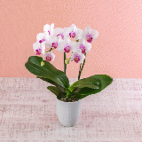 Midi Pharaenopsis (Pink) [Double-Stem] 