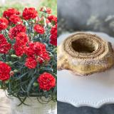 Carnation(RED) ＆ Baumkuchen