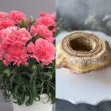 【母の日】カーネーション(ピンク) & バウムクーヘン