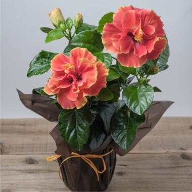 Hibiscus「APOLLO DOUBLE」