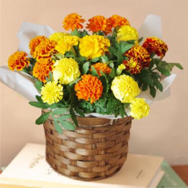 Marigold「SUNSHINE」