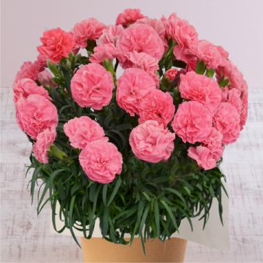 Carnation(PINK)・「Yamagata white peach jelly」Set