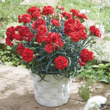 Carnation(RED)