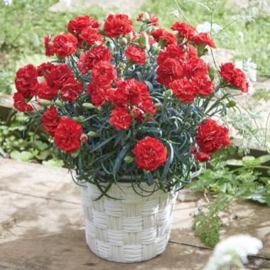 【Mother's Day】Carnation(RED)