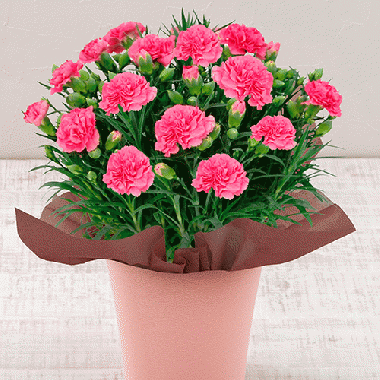 Carnation「PEACH」