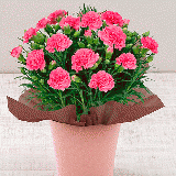 【Mother's Day】Carnation「PEACH」