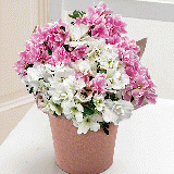 【Mother's Day】 Kurume Azalea 