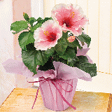 【Mother's Day】 Hibiscus「Grace」