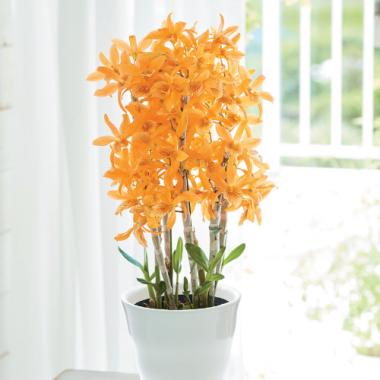 【Mother's Day】Dendrobium「FIRE BIRD」