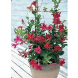 【Mother's Day】Sun Parasol(Red)