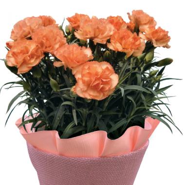 Carnation(ORANGE)