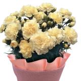 【Mother's Day】Carnation(YELLOW)