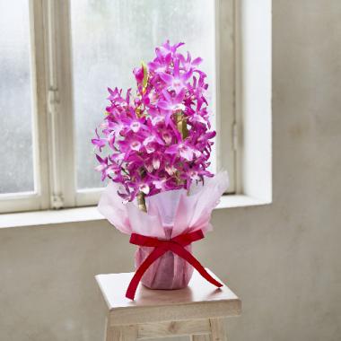 Dendrobium 「SWEET REMINDER」
