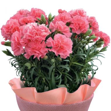 Carnation(PINK)