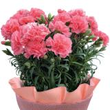 Carnation(PINK)