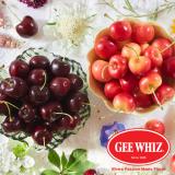 GEE WHIZ Rainier&Dark(X-Large)[Approx.8.8lbs]