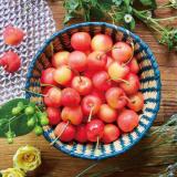 Rainier Cherry (Large) [Approx.8.8lbs]