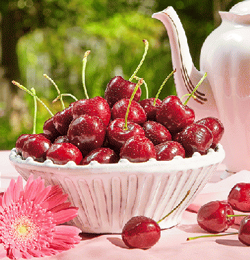 【GEE WHIZ】Dark Cherry (XL) [Approx.4.4lbs]