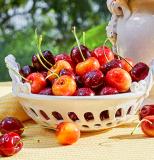 【GEE WHIZ】Rainier&Dark Cherry(XL) [Approx. 4.4lbs]