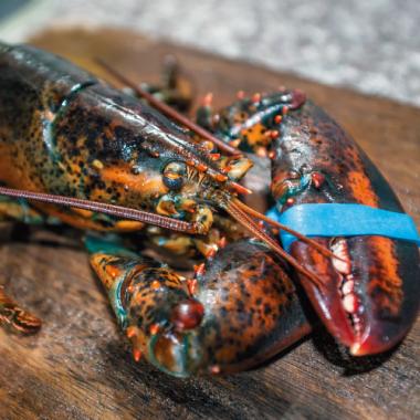 Live Homard Lobster 3pounds
