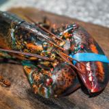 Fresh Homard Lobster 3-Pound