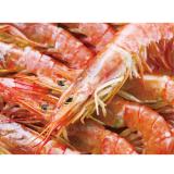 Argentinian Red Shrimp