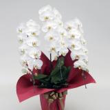 Phalaenopsis (White) [Triple-Stem] w/Name Tag