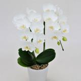 Midi Pharaenopsis (White) [Double-Stem] 
