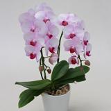 Midi Pharaenopsis (Pink) [Double-Stem] 