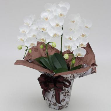 Midi Pharaenopsis (White) [Triple-Stem] w/Wrapping