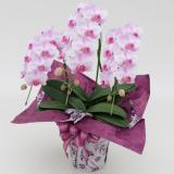 Midi Pharaenopsis (Pink) [Triple-Stem] w/Wrapping