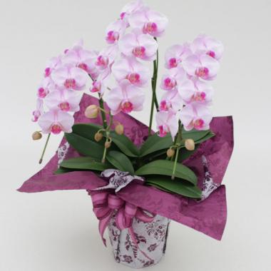 Midi Pharaenopsis (Pink) [Triple-Stem] w/Wrapping
