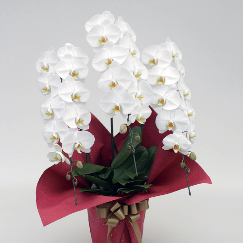 Phalaenopsis (White) [Triple-Stem]